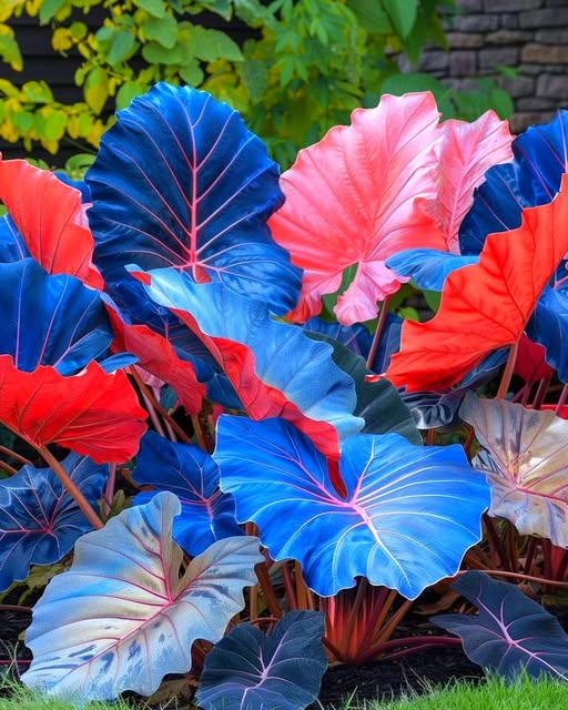 Caladium Bicolor Flower Seeds For Planting Blue Green Red – Heirloom, Non-GMO, High Germination Seeds, Seeds for Planting Organic Garden Seeds
