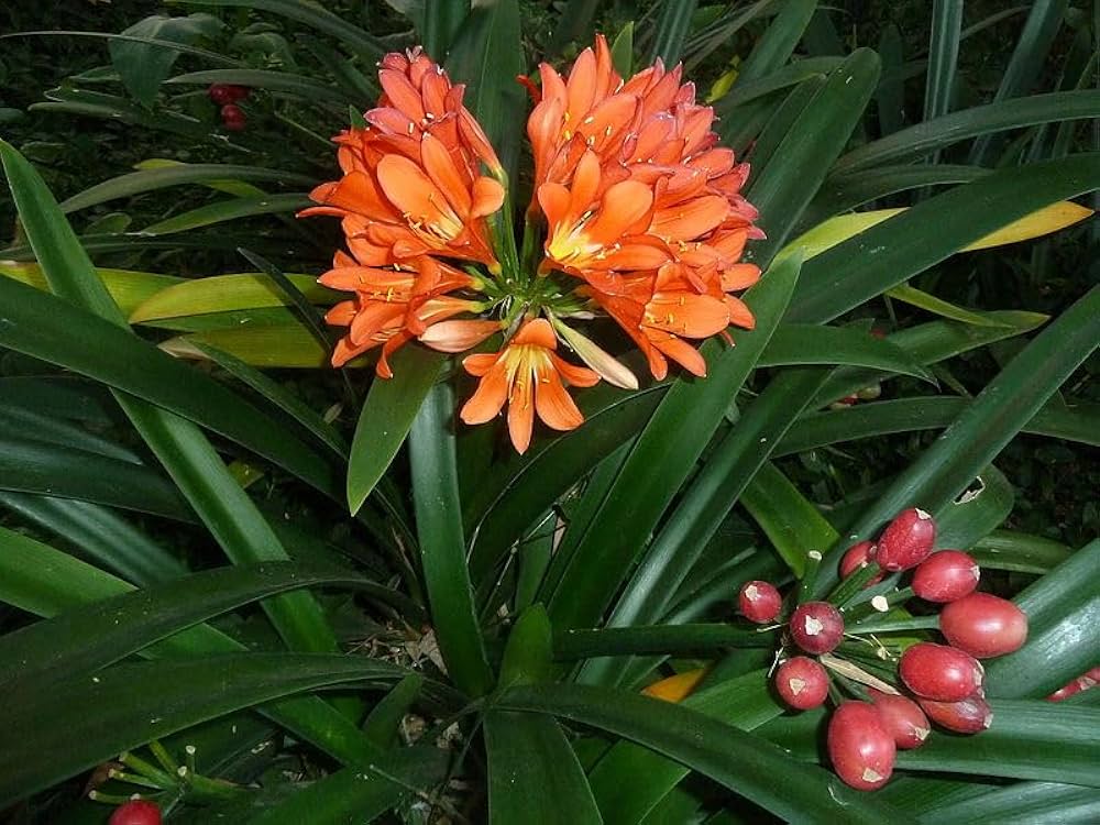 Orange Clivia Flower Seeds – Heirloom Non-GMO High Germination Seeds