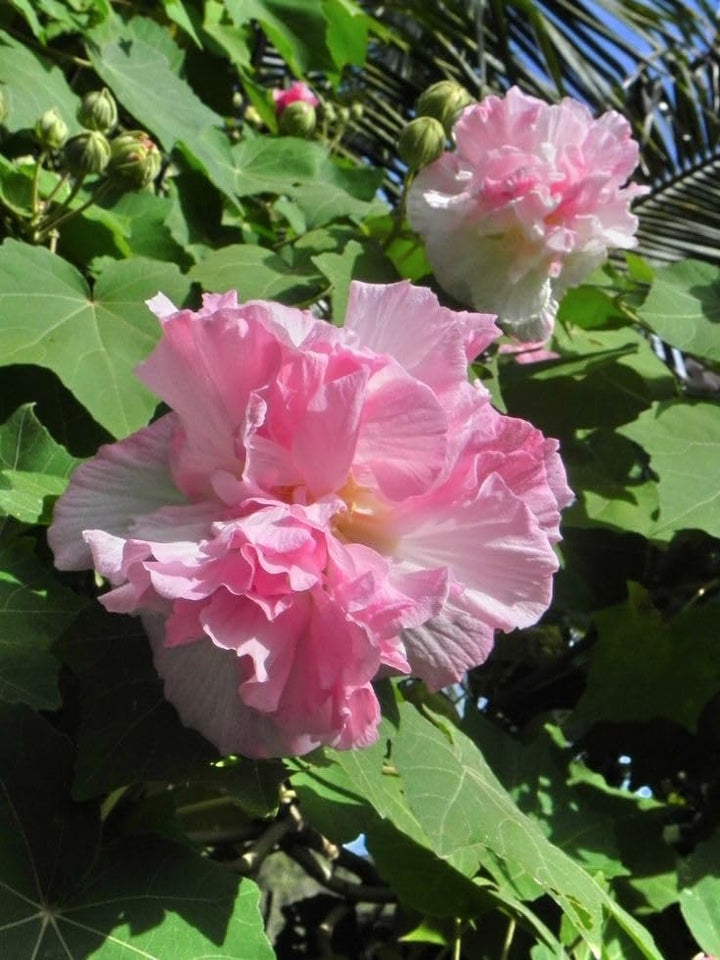 Pink Hibiscus Sabdariffa Flower Seeds – Heirloom, Non-GMO, High Germination Seeds