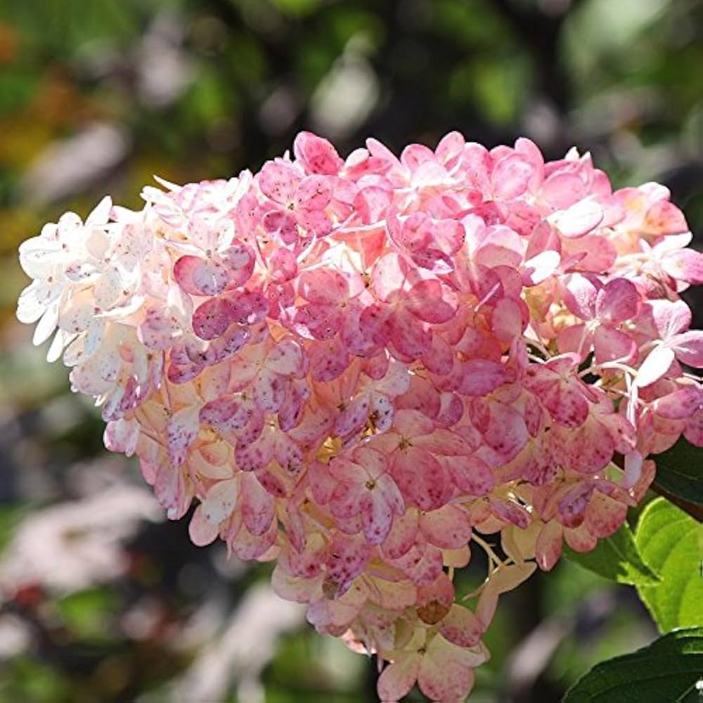 hydrangea paniculata flower seeds
