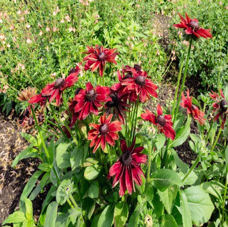 Red Rudbeckia Flower Seeds for Planting – Heirloom, Non-GMO, High Germination Organic Garden Seeds