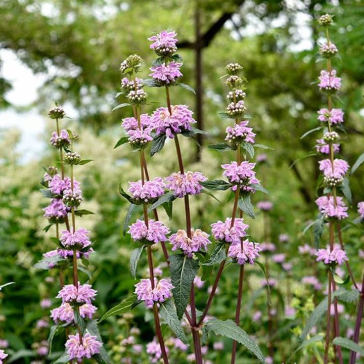 Purple Phlomis Flower Seeds Heirloom Non-GMO High Germination Organic Garden Seeds for Planting