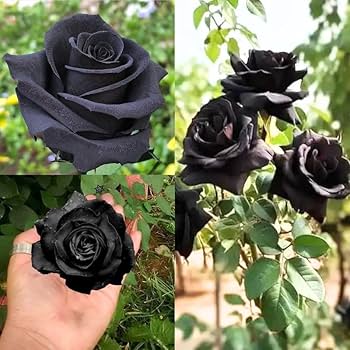 Giant Rose Black Flower Seeds – Heirloom Non-GMO High Germination Seeds