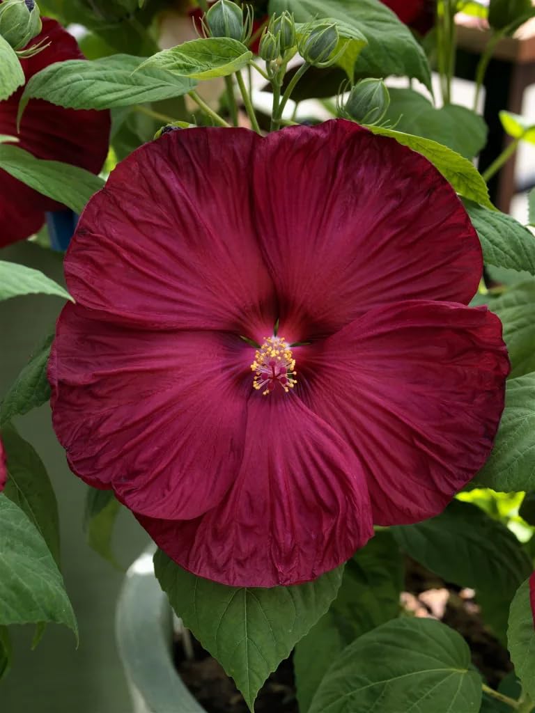 Hibiscus Flower Seeds – Heirloom, Non-GMO, High Germination Organic Garden Seeds for Planting