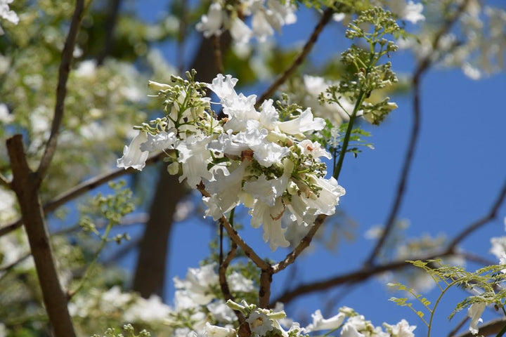 Jacaranda Flower Seeds – Heirloom, Non-GMO, High Germination Organic Garden Seeds for Planting