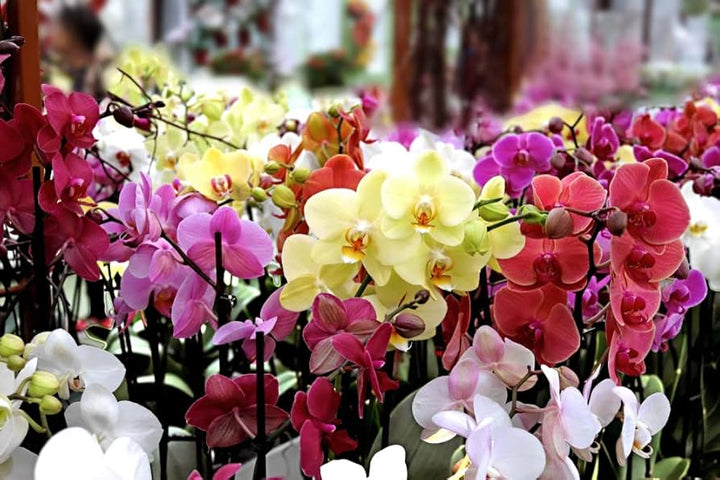Semillas Mixtas de Orquídea Phalaenopsis – Semillas de Polinización Abierta, No Modificadas Genéticamente, de Alta Germinación