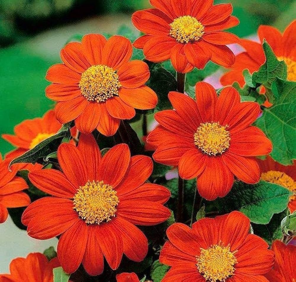 mexican sunflower flower seeds