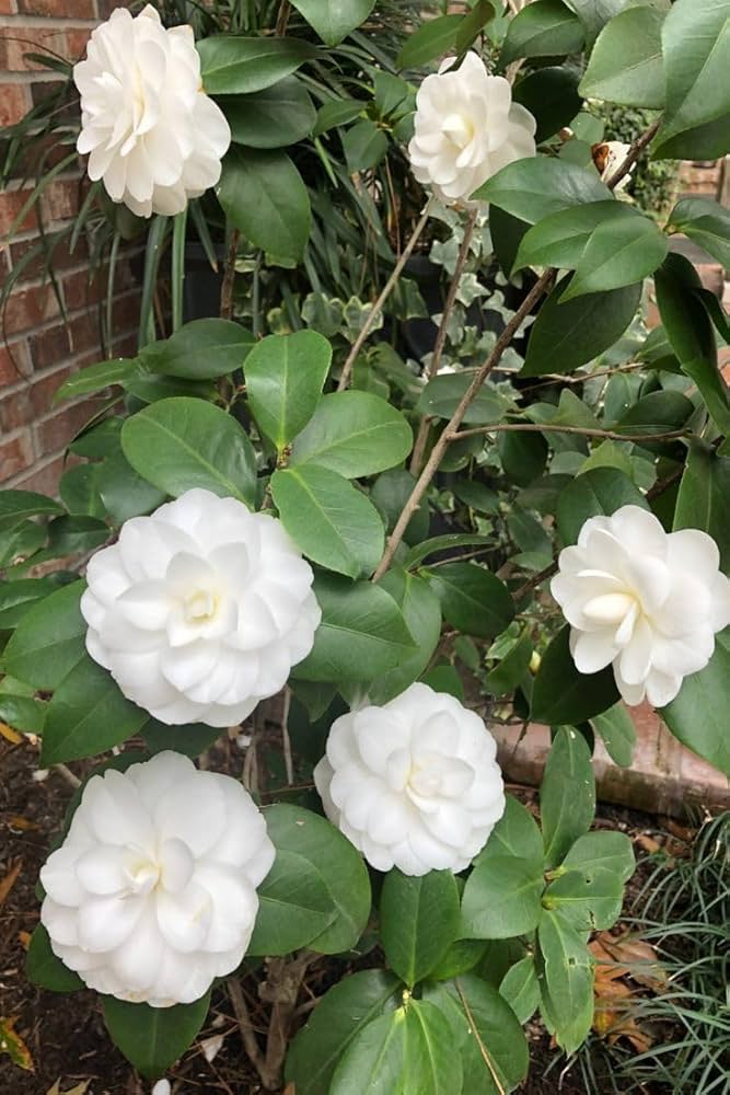 Hemelia Flower Seeds White – Heirloom, Non-GMO, High Germination Seeds