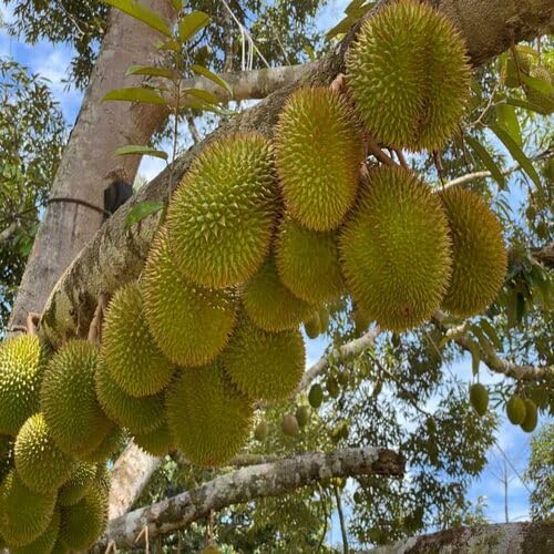 Green Durian Seeds – Heirloom, Non-GMO, High Germination Organic Garden Seeds