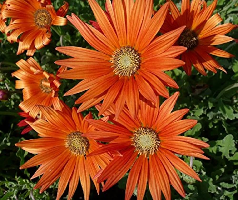 orange african flower seeds
