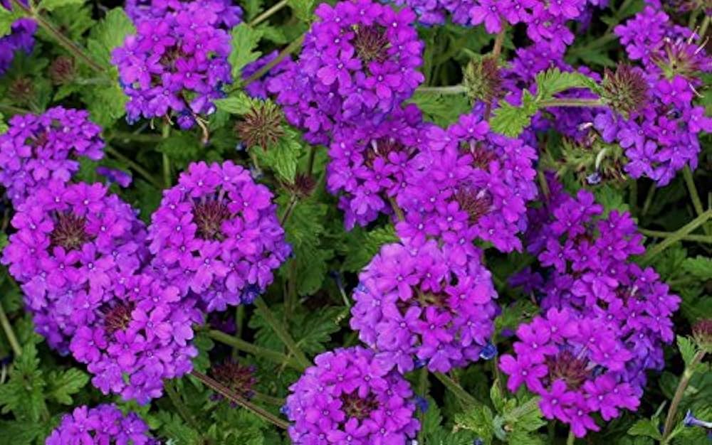 verbena ideal flower seeds