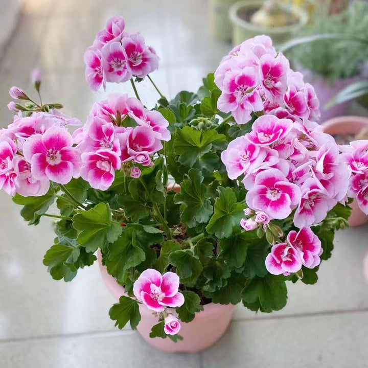 Geranium Pelargonium Seeds for Planting