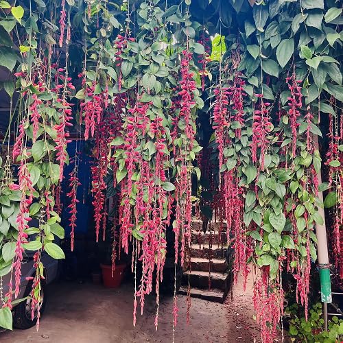 Red Thunbergia Coccinea Flower Seeds Heirloom Non-GMO High Germination Organic Garden Seeds for Planting