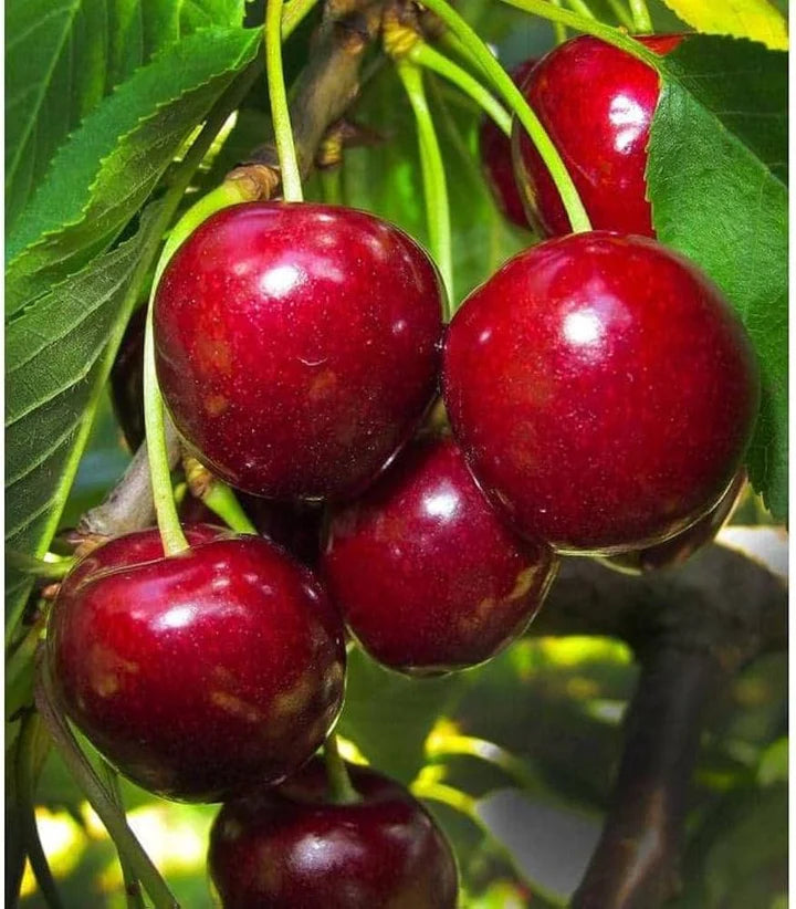 Barry’s Cherry Fruit Seeds for Planting – Heirloom Non-GMO High Germination Organic Garden Seeds Sweet Juicy Cherries 100 pcs Seeds for Planting