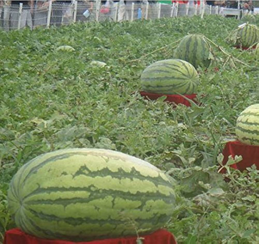 giant watermelon flower seeds