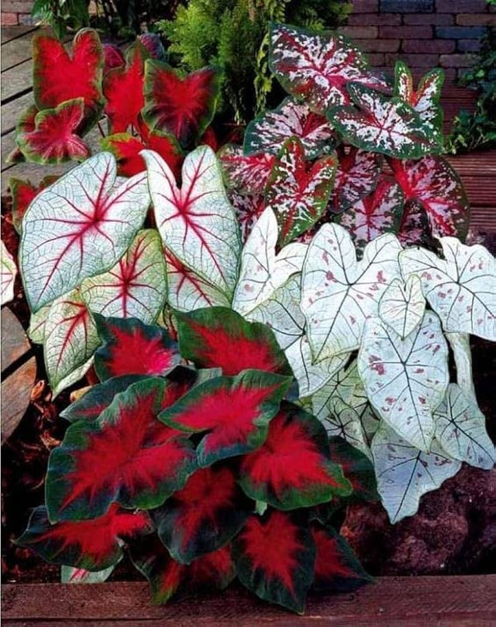 Caladium Flower Seeds Mixed – Heirloom, Non-GMO, High Germination Organic Garden Seeds for Planting