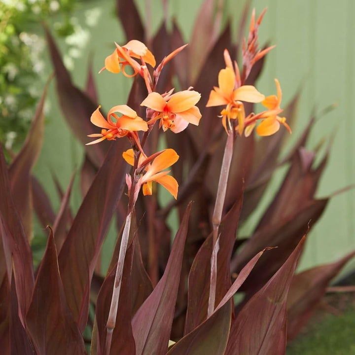 Orange Canna Edulis Flower Seeds – Heirloom, Non-GMO, High Germination Seeds