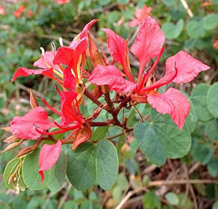 Bauhinia Galpinii Orchid Flower Seeds Red for Planting – Heirloom Non-GMO Organic Garden Seeds