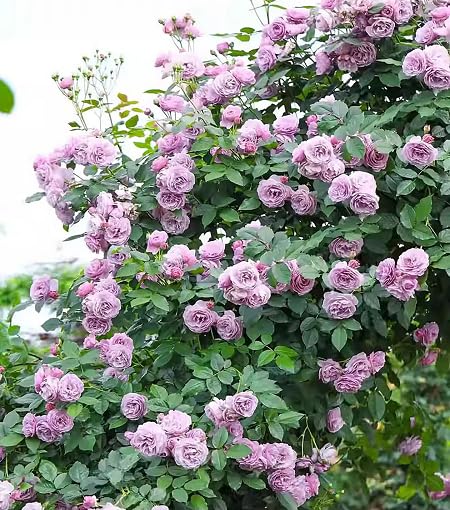 Lavender Rose herb seeds