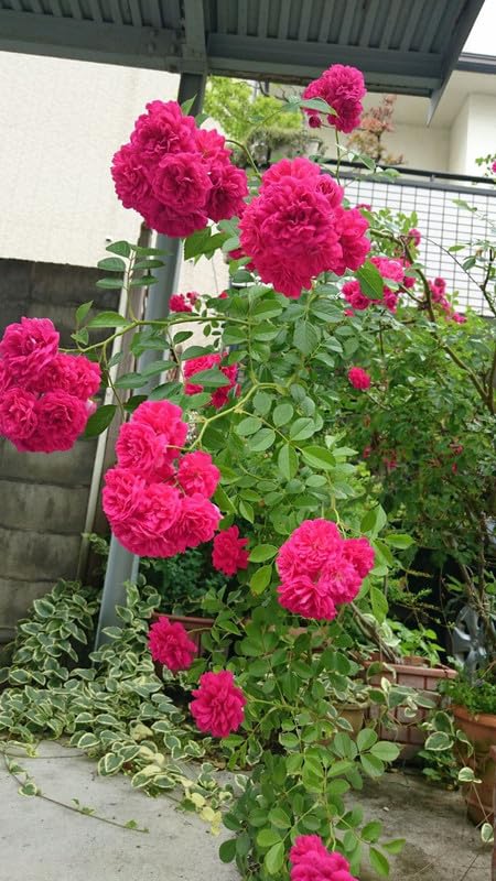 Dunkelrosa Rosenblumensamen zum Pflanzen – Erbstück, gentechnikfrei, hohe Keimfähigkeit
