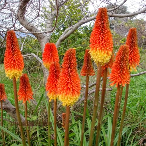 Red Yellow Kniphofia Flower Seeds for Planting – Heirloom Non-GMO High Germination Organic Garden Seeds