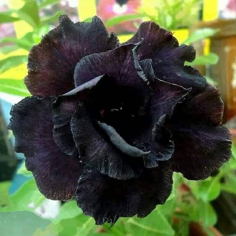 Black Adenium Flower Seeds for Planting – Heirloom, Non-GMO, Organic Garden Seeds