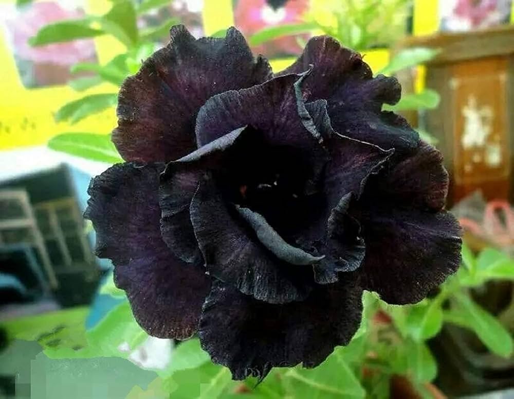 adenium obsum flower seeds