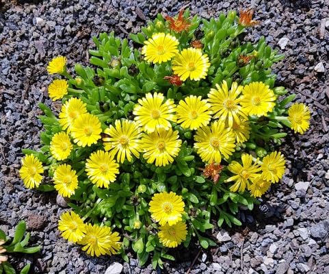 Yellow Dorotheanthus Flower Seeds for Planting – Heirloom, Non-GMO, High Germination