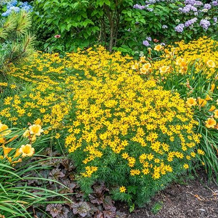 Yellow Coreopsis Lanceolata Flower Seeds – Heirloom, Non-GMO, High Germination Organic Garden Seeds