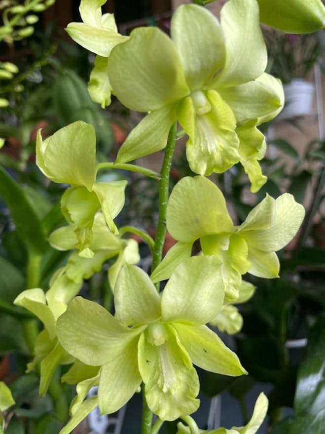 Orchid Flower Seeds Green – Heirloom, Non-GMO, High Germination Seeds