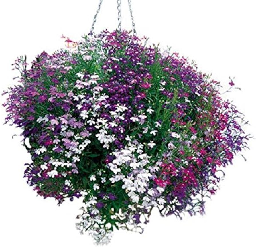 lobelia erinus flower seeds