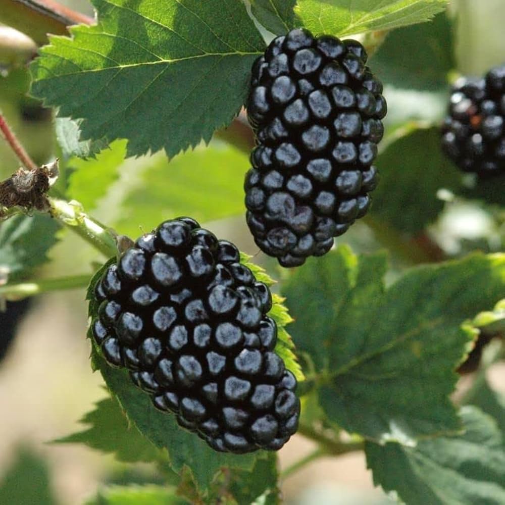 Blackberry Seeds Black for Planting – Heirloom Non-GMO High Germination Organic Garden Seeds