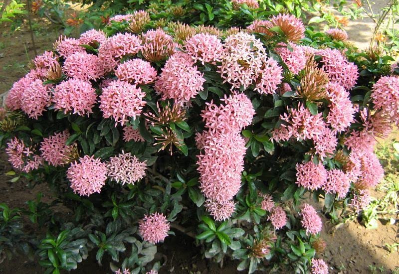 Ixora Flower Seeds Pink – Heirloom, Non-GMO, High Germination Seeds for Planting