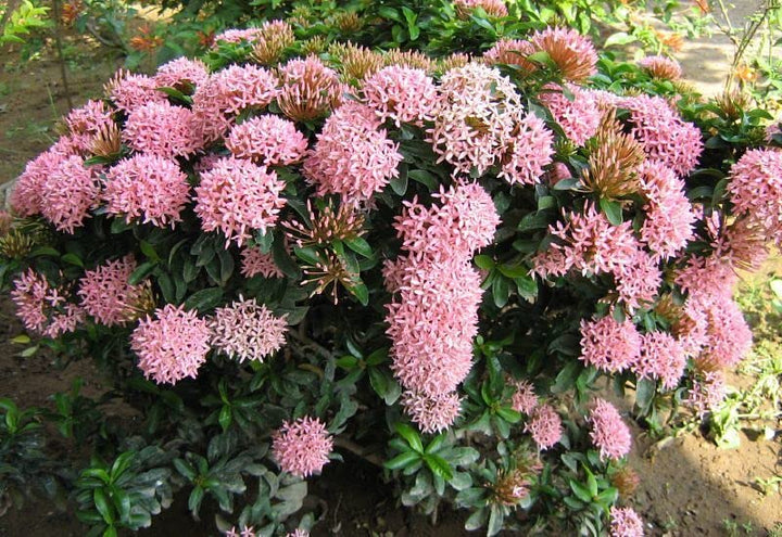 Ixora Flower Seeds Pink – Heirloom, Non-GMO, High Germination Seeds for Planting