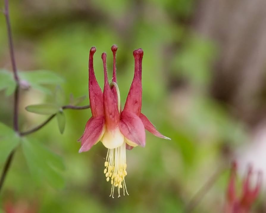 Giant Aquilegia Flower Seeds Red Yellow for Planting Heirloom Non-GMO High Germination Organic Garden Seeds