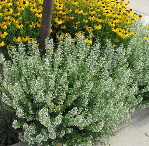Weiße Bergminze-Pflanzensamen, alte Sorte, gentechnikfrei, hohe Keimrate, Bio-Gartensamen zum Anpflanzen