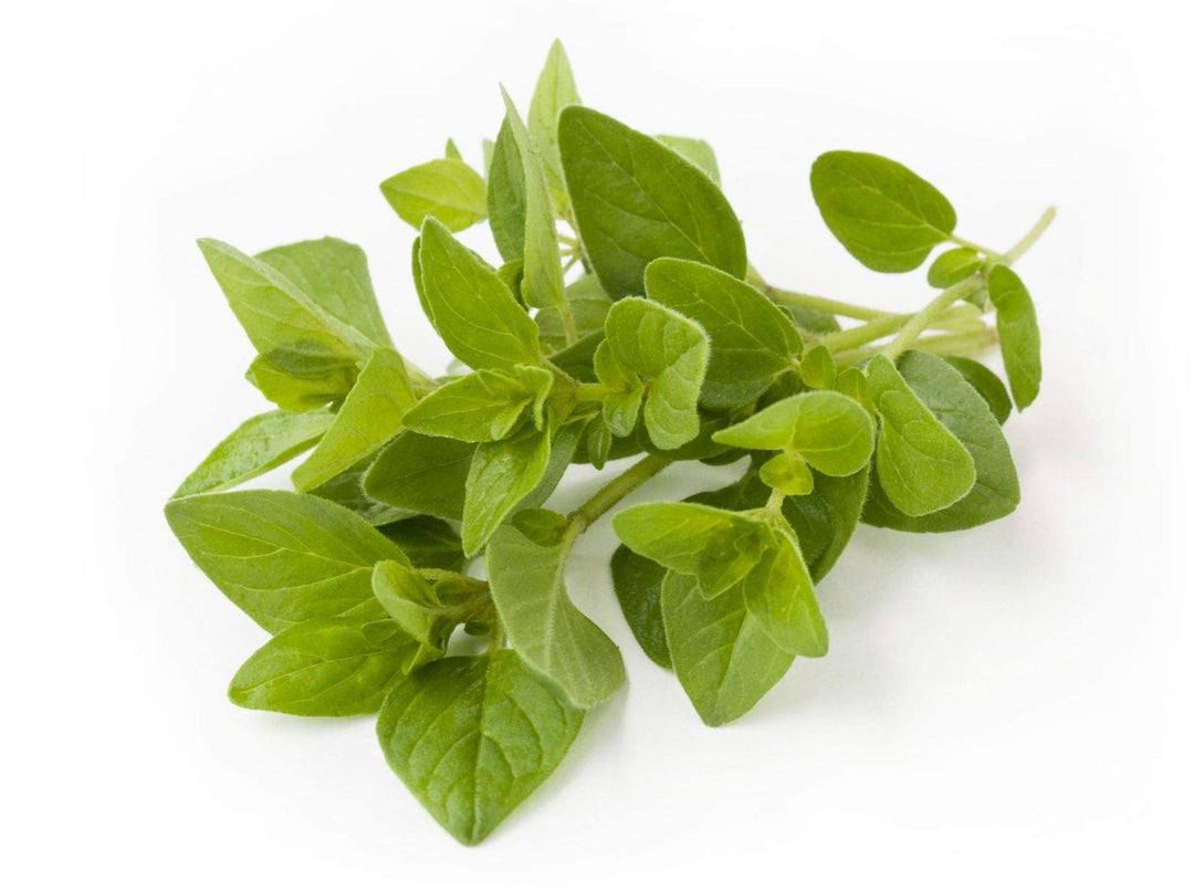 majoran origanum flower seeds