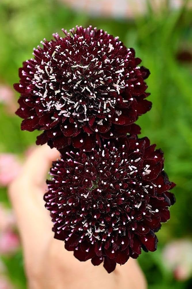 Maroon Pincushion Flower Seeds – Heirloom, Non-GMO, High Germination Seeds