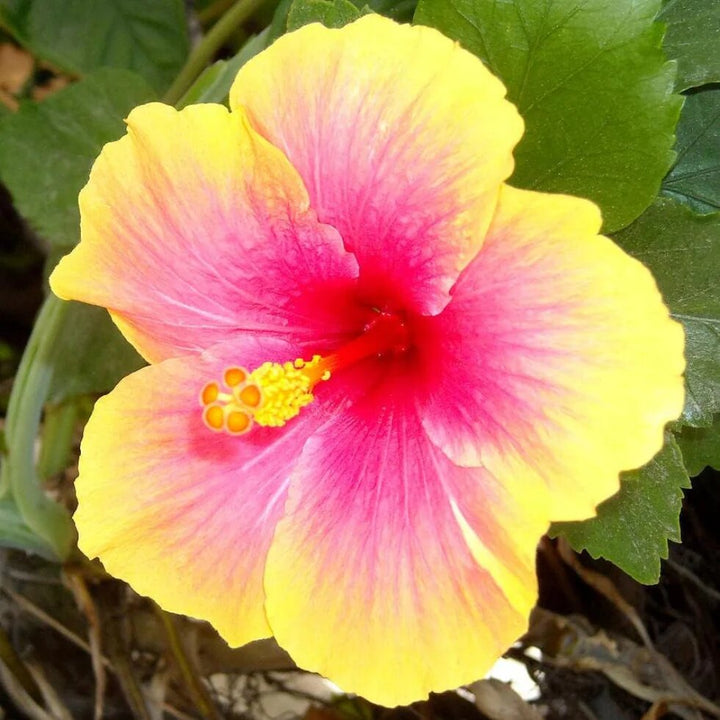Semillas de flor de hibisco amarillo-rosa en flor – Cimarrón, sin OMG, alta germinación, semillas orgánicas para jardín