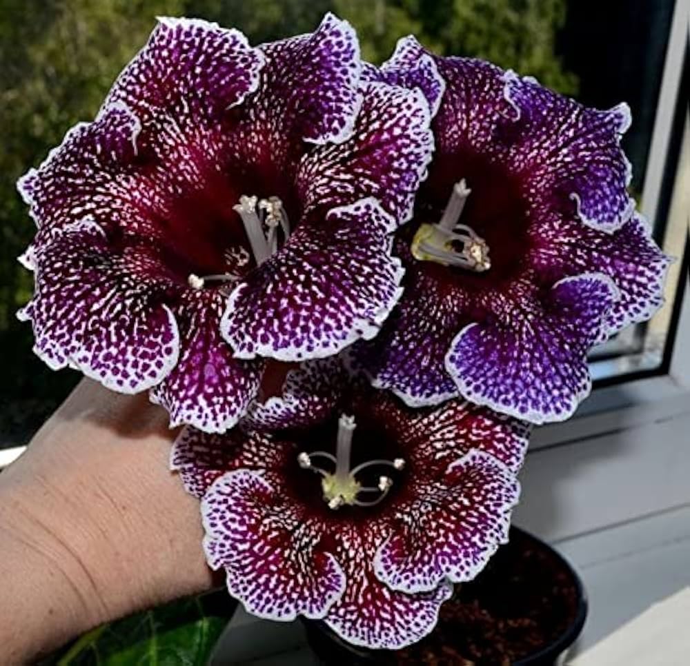 gloxinia sinningia flower seeds