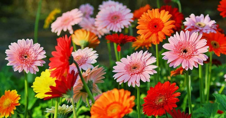 Gerbera Daisy Flower Seeds – Heirloom, Non-GMO, High Germination Seeds