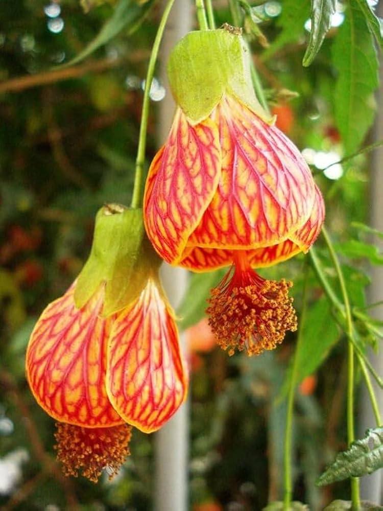 Red Lantern Hibiscus Flower Seeds – Heirloom, Non-GMO, High Germination Seeds