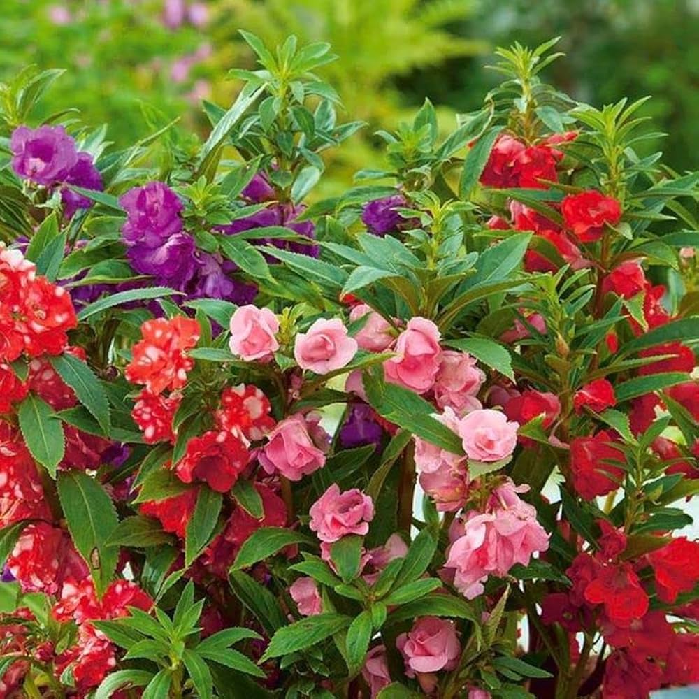 impatiens sun flower seeds