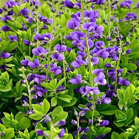 Baptista Flower Seeds – Heirloom, Non-GMO, High Germination Organic Garden Seeds for Planting
