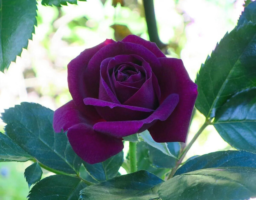 Dark Purple Rose Flower Seeds for Planting Heirloom Non-GMO High Germination Organic Garden Seeds