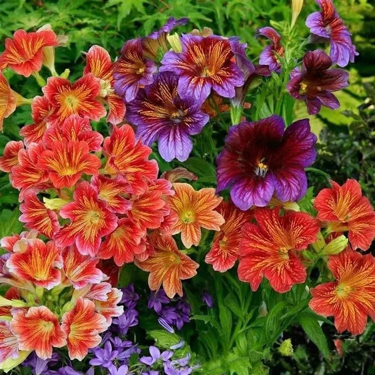rare colored flower seeds
