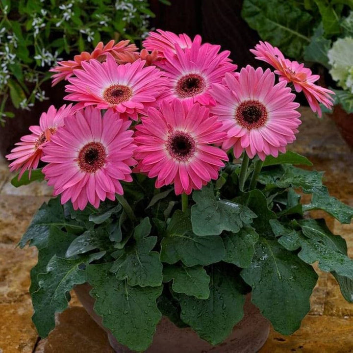 Pink Gerbera Flower Seeds – Heirloom, Non-GMO, High Germination Seeds