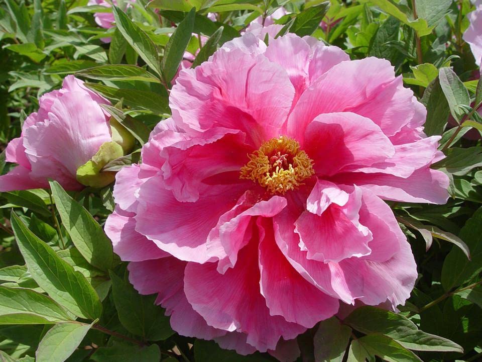 Chinese Tree Peony Seeds for Planting
