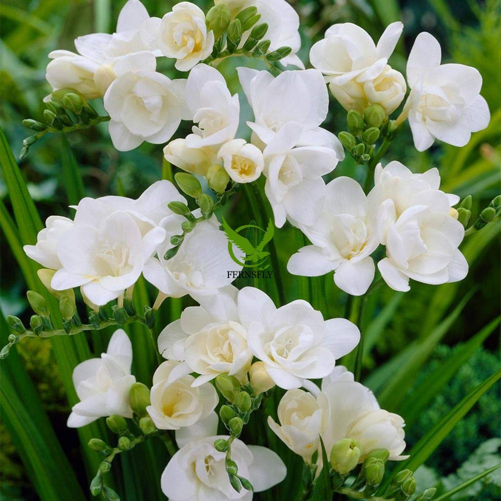 white freesia flower seeds