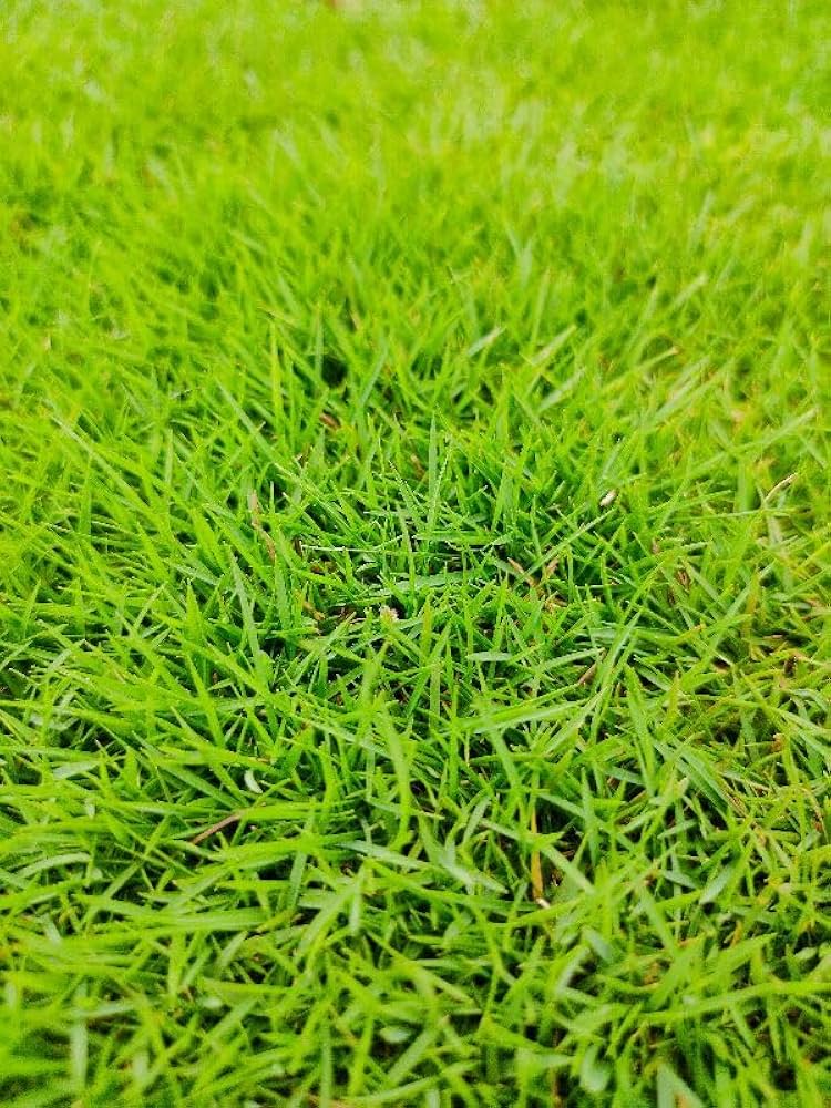 green alopecuroides flower seeds